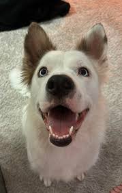 We just rescued a sweetie who was dumped at the dog park ...
