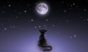 Image result for moon and stars kitten