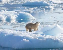 Image de Ours polaire en Groenland