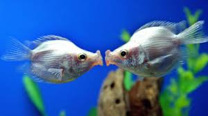 Image result for animals in love