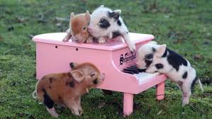 Image result for pigs