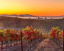 Image of Napa Valley Wine Country in Northern California