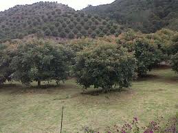 Resultado de imagen de CULTIVO DE AGUACATE