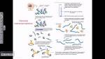 Chromatin immunoprecipitation -