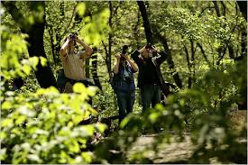 Image result for Bird watchers