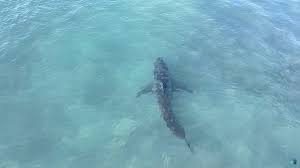 Requin blanc à Huntington Beach : une évacuation préventive — Surf Session