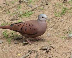 Imagem de Rolinharoxa (Columbina talpacoti)
