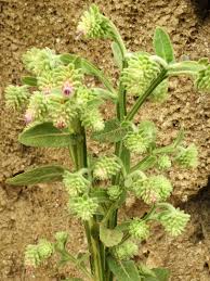Image result for Laggera brevipes