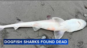 Mystery surrounds dozens of dead sharks found in Sea Isle City, New Jersey