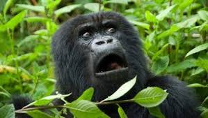 Image result for mountain gorilla