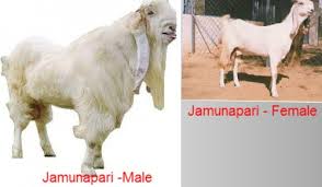 Image result for GOAT