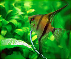 Image result for angelfish