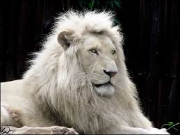 images?qtbnANd9GcTchyZx3JVkxey9E7HV3C1cJyW1 1GT fHpHjgxvyqhFDjFWkjH - White lion