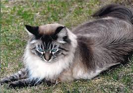 Bildergebnis für silberne katze