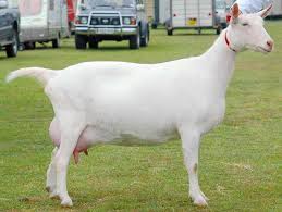 Image result for GOAT