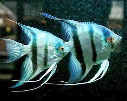 Gambar ikan Manfish Pterophyllum scalare hias
