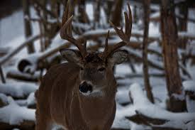 Image result for buck antlers