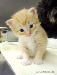 R&eacute;sultat de recherche d'images pour "image de chat trop mignon"