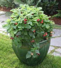 Image result for monrovia green pot