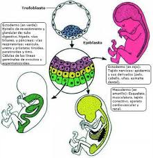 Resultado de imagen de tejido embrionario