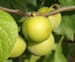 Image result for early transparent gage