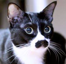 Image result for cat like hitler