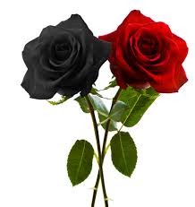 Image result for black rose