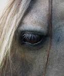 Inule conyze - Inule squarreuse - Oeil-de-cheval - Herbe aux