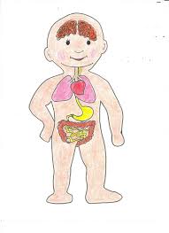 Resultado de imagen para cuerpo humano