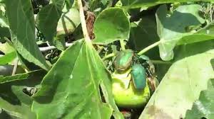 Résultat de recherche d'images pour "metallic green fig beetle"