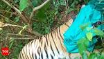 Tigress Sundari after 2-week hunt
