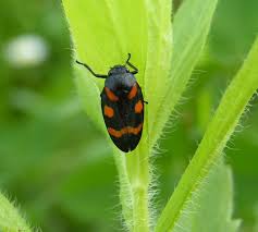 Image result for spittle bug