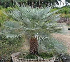 Resultado de imagen para chamaerops humilis