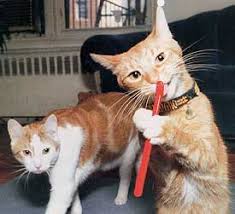 Résultat de recherche d'images pour "cat toothbrush gif"