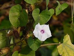 Image result for Ipomoea marginata