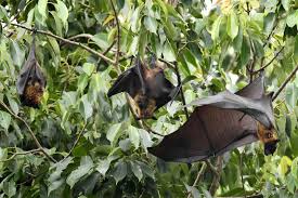 Officials Report Outbreak of Deadly Nipah Virus, Which Has No Cure