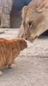 Так кто на самом деле царь зверей? 🐱или 🦁 #кот #лев ...