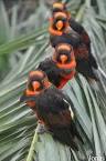 rio 2 cast parrots singing let it go