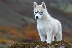 Картинки по запросу about dogs