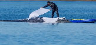 Marsianer des Tages: Timmy