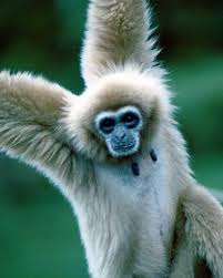 Image result for gibbon