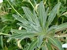 Matthiola incana leaves