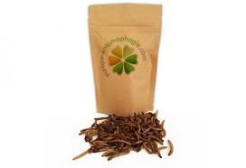 Résultat de recherche d'images pour "vers de farine"