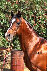 Image result for IRAN HORSES