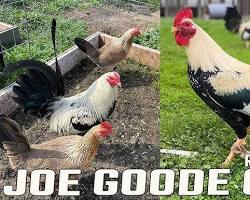 Image of Joe Goode Grey gamefowl silver dark hennie