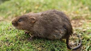 Résultats de recherche d'images pour « campagnol »