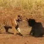 fierce encounter female sloth bear