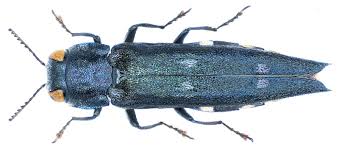 Image result for Agrilus guerinii -site:wikipedia.org -site:wikimedia.org
