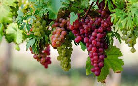 Image result for grapes