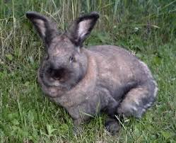 Image result for RABBIT
